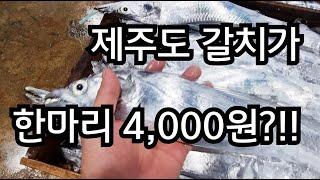 제주도 갈치가 한마리 4,000원?!! 제주갈치 최저가로 사는 현실적인 방법