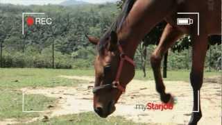 myStarJob Visume -- Even a horse can do it