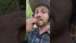 How to Eat Raw Stinging Nettle #outdoors #foraging #food #survival #bushcraft #camping