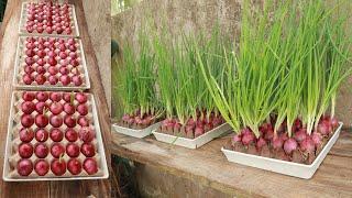 New Secret - Growing Green Onions in Egg Trays Only Needs Water