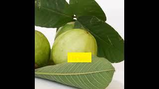 Health benefit of guava