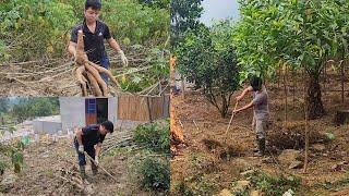 Remove all the weeds in the acacia garden and start harvesting cassava.