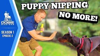 How We Solved Doberman Puppy Biting | Dobie Masters - S1E2