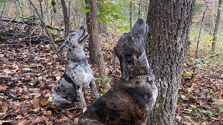 One Indispensable Tool for Training a squirrel dog.