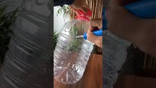 Recycling plastic bottle for planting flower put first color so beautiful garden in home #diy