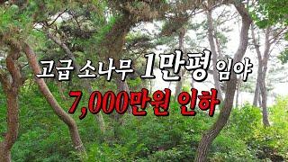 1만평 고급 소나무 임야! 가격이 7,000만원이나 깎였습니다