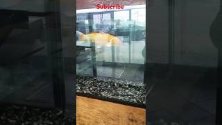 Canada #subscribe #fishtank #colours #fishing #montreal #vaudreuil dorion #enjoy #entertainment #oh