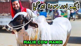 Malir Cow Mandi Main SODA Ho Gya  Cattle Market Karachi | Bakra Eid 2024