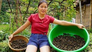 CATCHING field snails.and releasing them into the pond on the farm & cooking living with nature