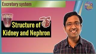 Structure of Kidney and Nephron I NEET I Dr Kunal Tatte (KT)