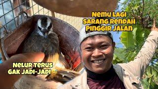 Review burung-burung Dibelakang rumah, banyak yg akan berkembang biak 