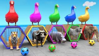 5 Giant Duck Cartoon, Mammoth Elephant Tiger Hippo Buffalo Football CHALLENGE Animals Funny Game