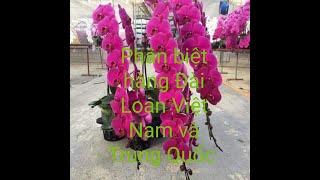 PHÂN BIỆT HỒ ĐIỆP ĐÀI LOAN, VIỆT NAM & TRUNG QUỐC CHO CẢ NHÀ THAM KHẢO LH 0978811190