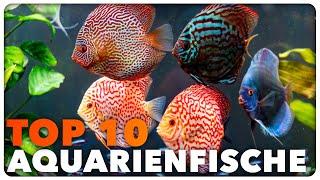 [TOP 10] Beliebte Aquarienfische - Guppys, Neons und Co.