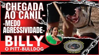 CHEGADA AO CANIL - PITT+BULLDOG AMERICANO AGRESSIVO [BILLY]