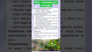 Лучшая подкормка для рассады это йод #рассада #выращивание #огород