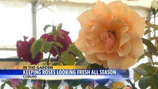 In the Garden: How to keep roses looking good through the summer