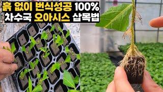 오아시스 삽목, 차수국 흙없이 번식 100%