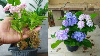 How to propagate hydrangea plant from cuttings | Hydrangea propagation