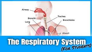 Learn the Respiratory System & Gas Exchange, for beginners | PE Buddy