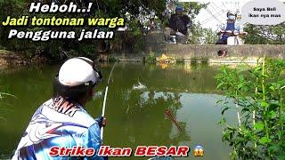 heboh...!mancing di kubangan dapat ikan nila besar jadi tontonan warga