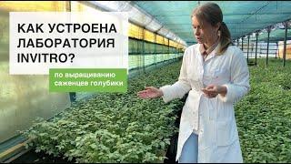 Как устроена лаборатория INVITRO по производству саженцев голубики?