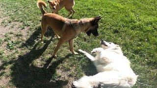 Belgian Malinois Corrects Puppy Great Pyrenees