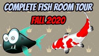 Full fish room tour 50+ tanks and two ponds