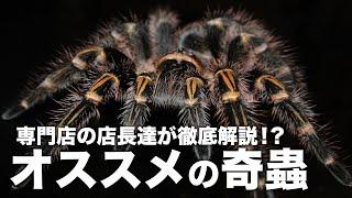 ムカデやタランチュラが買える虫だけの即売会に行ってみた【奇蟲の輪】