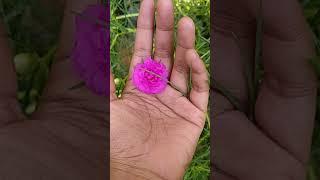 Beautiful flowergrow#shortvideo#youtubeshorts#flowers#trending