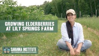 Growing Elderberries at Lily Springs