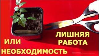 Правильная ПИКИРОВКА с ОБРЕЗКОЙ корня или без?