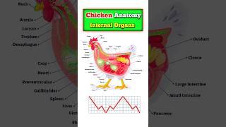 HOW to STUDY ANATOMY | Human Organs | Chicken Organs | Mystery Books