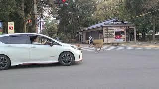 【Nara Park】deer crossing the road