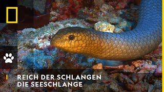 REICH DER SCHLANGEN - Die Seeschlange | National Geographic