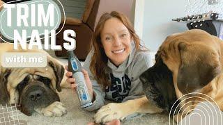 Trim Dog Nails with Big Dog Mom | How To Cut Dog Nails Without FEAR or FRUSTRATION | FORCE-FREE TIPS