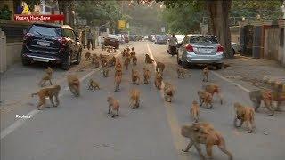 Обезьяны-воришки орудуют на улицах Индии