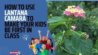 How to use Lantana camara for your kids to be first in class