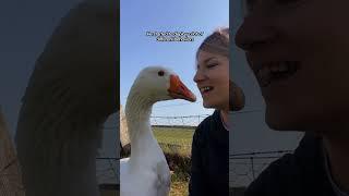 Goose Thinks She's His Wife ️ | The Dodo