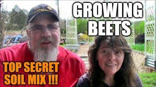 Growing Beets In Raised Beds And Containers | Secret Soil Mix