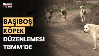 Başıboş köpek sorunu nasıl çözülecek? Aykut Türel anlattı