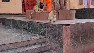 #Kalbhairavnath mandir sonari, Maharashtra#