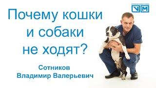 Если у собаки или кошки не ходят лапки что делать? Как лечить? Как найти врача?