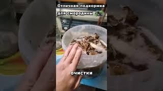 Отличная подкормка для смородины #садоводничество #урожай #смородина #подкормка #сад #огород #дача