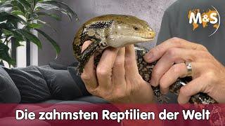 Die zahmsten Reptilien der Welt