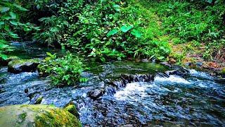 Relaxing River Sounds for Sleep and Meditation - Soothing Nature Ambience