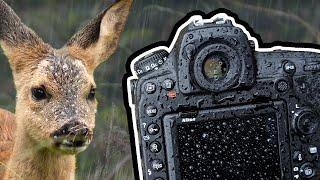 How to Photograph in Rain - Roe Deer Fawn