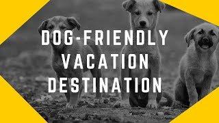 How to Choose a Dog Friendly Vacation Destination