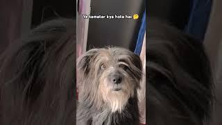 Funny dog #shorts#ytshorts#tiktok