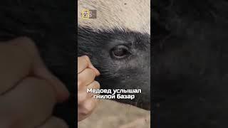 Медоед услышал гнилой базар